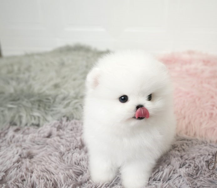 comprar cachorros sanos, baratos y asequibles para la venta